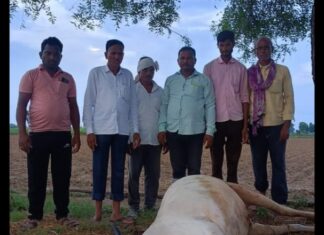 राजोला शेतशिवारात वीज पडल्याने बैल ठार