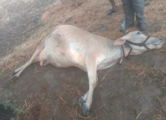 कुही तालुक्यात वीज कोसळून गाय ठार