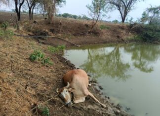 वीज कोसळून बैलजोडी ठार ; कुही तालुक्यातील घटना