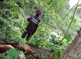 वीज कोसळल्याने तीन मेंढ्या दगावल्या ; तत्काळ मदत करण्याची मागणी