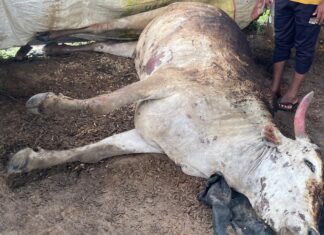 गोठ्याला भीषण आग ; एका बैलाचा होरपळून मृत्यू तर दुसरा गंभीर जखमी