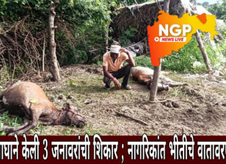 वाघाच्या हल्ल्यात गाईसह दोन जनावरांची शिकार ; वाघामुळे परिसरात दहशत