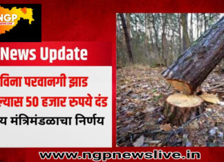खबरदार विना परवानगी झाड तोडल्यास आता ५० हजार दंड ; मंत्रिमंडळाच्या बैठकीत निर्णय