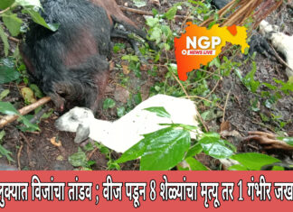 कुही तालुक्यात विजांचा तांडव सुरूच ; वीज कोसळून 8 शेळ्यांचा मृत्यू तर 1 शेळी गंभीर जखमी