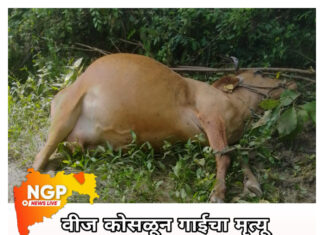 गाईवर वीज पडल्याने गाय ठार ; शेतकऱ्याचे अंदाजे ६५ हजाराचे नुकसान
