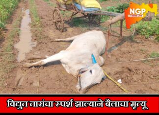 जिवंत विद्युत तारांना स्पर्श होऊन बैलाचा मृत्यू ; पोल पडल्याचे सांगूनही लाईन बंद न केल्याने घडला प्रकार