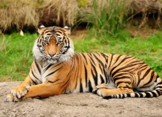 शेतात काम करत असताना वाघाने पाठीमागून केला शेतकऱ्यावर हल्ला ; पत्नीसमोरच गेला पतीचा जीव