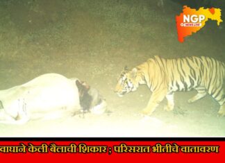 वाघाने केली बैलाची शिकार ; परिसरात वाघाच्या दहशतीचे शेतीकाम ठप्प