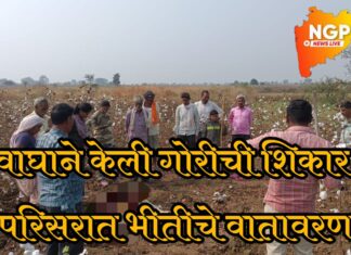 वाघाने केली कालवटीची शिकार ; परिसरात वाघाच्या दहशतीचे शेतीकाम ठप्प