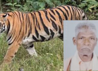 नरभक्षी वाघाने घेतला शेतकऱ्याचा नरडीचा घोट