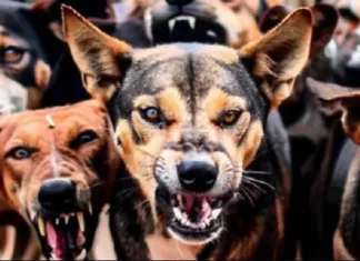 भटक्या कुत्र्यांच्या हल्ल्यात चार वर्षाच्या मुलीचा मृत्यू ; नागपूर जवळील गुमगाव परिसरातील हृदयदावक घटना