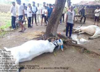 वीज कोसळून बैलजोडी मृत्युमुखी : पेरणीच्या वेळेवर शेतकरी संकटात ; लाखो रुपयाचे नुकसान