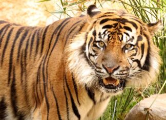 वाघाच्या हल्ल्यात गुराखी गंभीर जखमी ; परिसरात दहशतीचे वातावरण