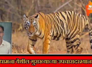 अखेर धामणा येथील गुराखीचा मृत्यू: व्याघ्र हल्ल्यानंतर अखेरचा श्वास; धामणा-चिकना परिसरात दहशतीचं सावट