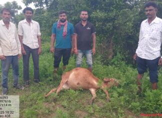 भोरदेवमध्ये बिबट्याचा चरणाऱ्या गायीवर हल्ला, गाय ठार , जंगलाच्या काठावर वन्यप्राण्यांचा उच्छाद ; ग्रामस्थांना सतर्क राहण्याचे वनविभागाचे आव्हान.