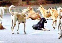 कुही शहरात मोकाट कुत्र्यांचा त्रास वाढला ; अनेकांच्या पाळीव प्राण्यांवर हल्ला