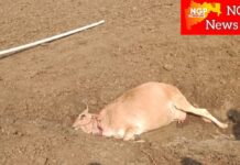 कुही तालुक्यात वाघांचा संचार वाढला ; मोहदरा शिवारात गाईची शिकार