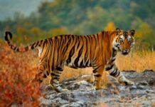 “तालुक्यात जंगल आहे की जंगलातच तालुका?” कुही तालुक्यात वाघाचे थैमान; शेतकरी-पशुपालक भयभीत