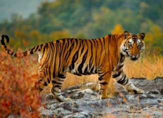 “तालुक्यात जंगल आहे की जंगलातच तालुका?” कुही तालुक्यात वाघाचे थैमान; शेतकरी-पशुपालक भयभीत