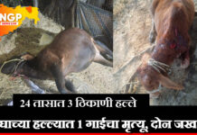 तालुक्यात वाघाचा धुमाकूळ: तीन वेगवेगळ्या घटनांत एक गाय ठार, दोन जनावरे जखमी