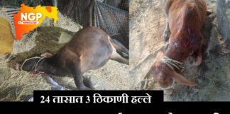 तालुक्यात वाघाचा धुमाकूळ: तीन वेगवेगळ्या घटनांत एक गाय ठार, दोन जनावरे जखमी