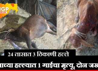 तालुक्यात वाघाचा धुमाकूळ: तीन वेगवेगळ्या घटनांत एक गाय ठार, दोन जनावरे जखमी