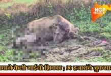 वाघाच्या हल्ल्यात गाय ठार; शेतकऱ्याचे ९० हजारांचे नुकसान