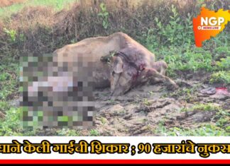 वाघाच्या हल्ल्यात गाय ठार; शेतकऱ्याचे ९० हजारांचे नुकसान