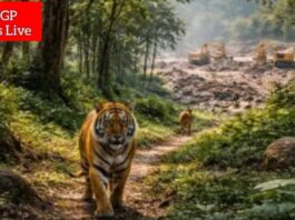 ताडोबातील खाणकाम परवानगीची उच्च न्यायालयाकडून दखल