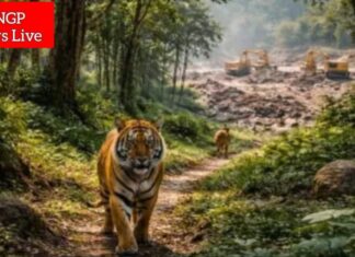 ताडोबातील खाणकाम परवानगीची उच्च न्यायालयाकडून दखल