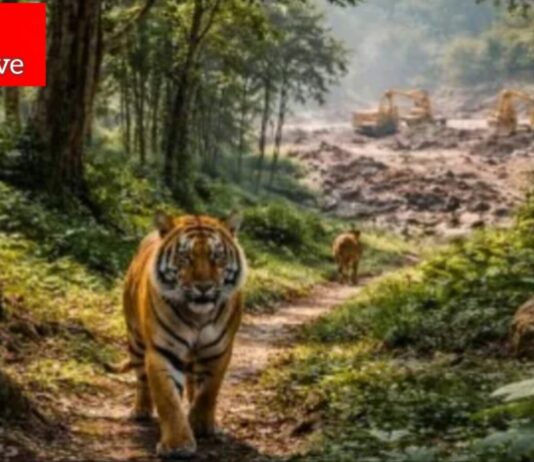 ताडोबातील खाणकाम परवानगीची उच्च न्यायालयाकडून दखल