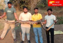 ब्राम्हणीच्या हनुमान मंदिरात दोन अजगरांचे दर्शन : सर्पमित्रांच्या सतर्कतेने टळला थरार