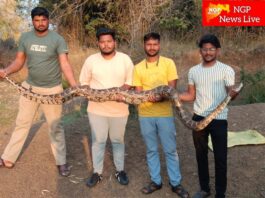 ब्राम्हणीच्या हनुमान मंदिरात दोन अजगरांचे दर्शन : सर्पमित्रांच्या सतर्कतेने टळला थरार
