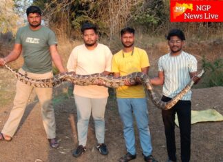 ब्राम्हणीच्या हनुमान मंदिरात दोन अजगरांचे दर्शन : सर्पमित्रांच्या सतर्कतेने टळला थरार