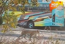 कुही : मांढळ – पचखेडी रस्त्यावरील नायरा पेट्रोल पंपाजवळ वाघाचे दर्शन ; मांढळ शिवारात दहशतीचे वातावरण