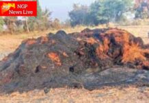 ससेगावात आगीत चना पिकाची गंजी भस्मसात : शेतकऱ्याचे दीड लाखांचे नुकसान ; पंचनाम्याची मागणी