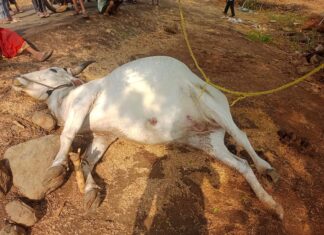 वीज पडून बैलाचा मृत्यू ; शेतकरी यांचे ५० हजारांचे नुकसान
